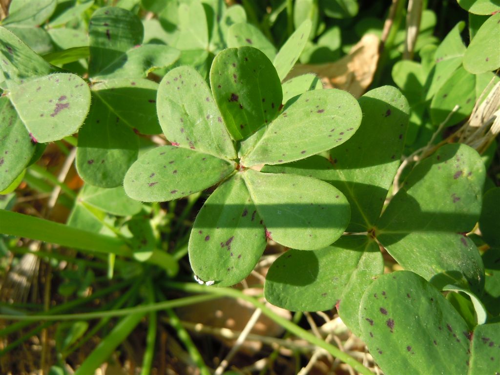 Oxalis pes-caprae / Acetosella gialla